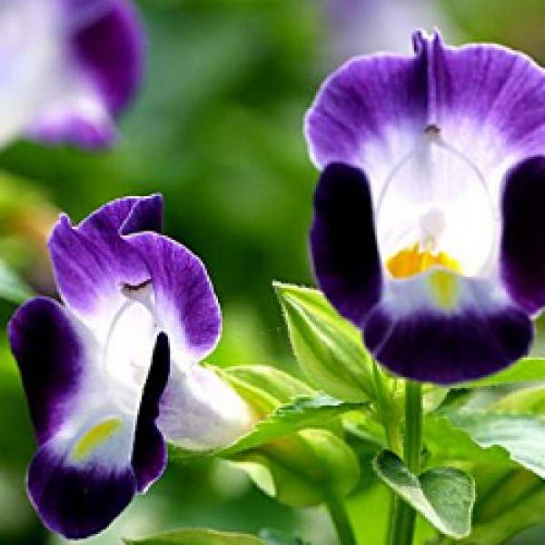Torenia Violet Plant